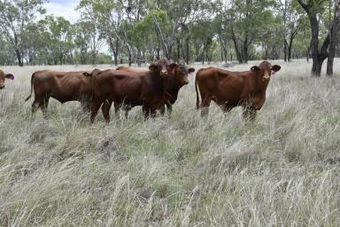 Mixed Farming For Sale - QLD - Bell - 4408 - BELMONT AGGREGATION, BELL QLD 1527.59 Ha | 3,775 Acres in 18 freehold lots
Farming – Grazing, 3,714 SPU Piggery, Feedlot Potential  (Image 2)