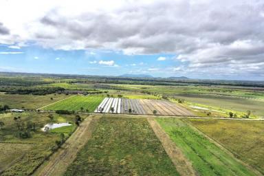 Other (Rural) For Sale - QLD - Mount Kelly - 4807 - 49.42 Acre - Cropping Property at Mt Kelly with Irrigation  (Image 2)