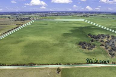 Cropping For Sale - NSW - Moama - 2731 - RURAL FARMLAND ON EDGE OF MOAMA (384 ACRES)  (Image 2)