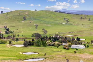 Lifestyle Sold - NSW - Murrumbateman - 2582 - Productive Sub-Dividable Land, 40mins*  from Canberra CBD  (Image 2)