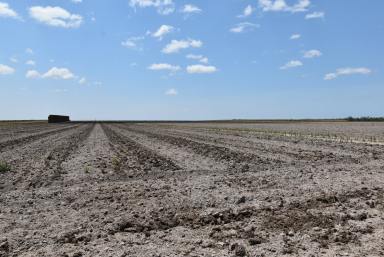 Horticulture Sold - QLD - Farnsfield - 4660 - 47ha 100% CULTIVATED AREA WITH 137 MEG WATER ALLOCATION  (Image 2)