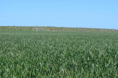 Other (Rural) For Sale - VIC - Skipton - 3361 - "Karingal" Premium Mixed Farm in Well Held Area  (Image 2)