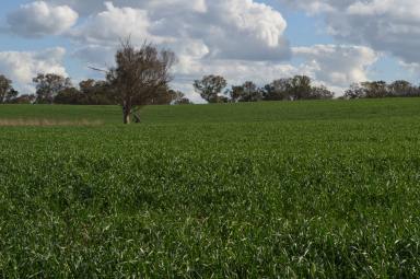 Mixed Farming For Sale - NSW - Wallendbeen - 2588 - BLUE RIBBON FARMING AT ITS BEST  (Image 2)