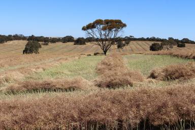 Mixed Farming For Sale - SA - Mundulla West - 5270 - Appealing elevated productive crop and graze property. Good rainfall and access  (Image 2)