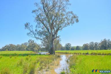 Other (Rural) For Sale - VIC - Whorouly - 3735 - 108 Acres with Ovens River Frontage  (Image 2)