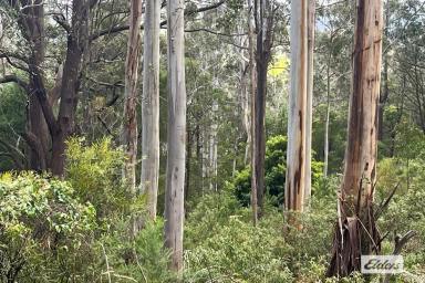 Other (Rural) For Sale - VIC - Binginwarri - 3966 - 18 ACRES OF UNSPOILT BUSHLAND WITH CREEK FRONTAGE (Image 2)