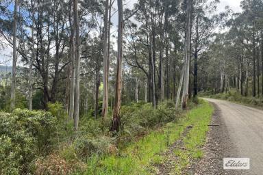 Other (Rural) For Sale - VIC - Binginwarri - 3966 - 18 ACRES OF UNSPOILT BUSHLAND WITH CREEK FRONTAGE (Image 2)