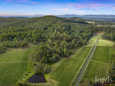 Viticulture For Sale - NSW - Lovedale - 2325 - LOVEDALE COMMERCIAL LIFESTYLE OPPORTUNITY  (Image 2)