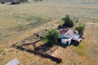 Cropping For Sale - NSW - Forbes - 2871 - 1,117ACRE IDEAL MIXED FARMING & GRAZING OPPORTUNITY!  (Image 2)