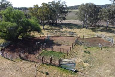 Cropping For Sale - NSW - Forbes - 2871 - 1,117ACRE IDEAL MIXED FARMING & GRAZING OPPORTUNITY!  (Image 2)