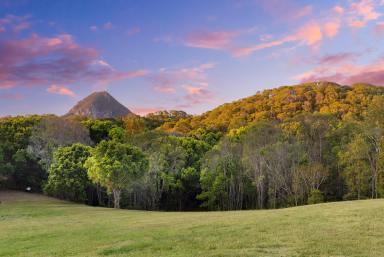 House Sold - QLD - Black Mountain - 4563 - Magnificent 5 Acre Oasis in the Noosa Hinterland  (Image 2)