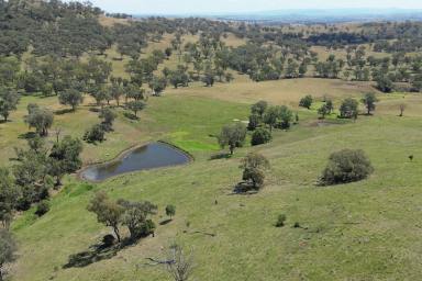 Livestock For Sale - NSW - Tamworth - 2340 - Subdivision well in progress - Fertile grazing/breeding property  (Image 2)