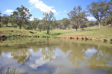 Livestock For Sale - NSW - Tamworth - 2340 - Subdivision well in progress - Fertile grazing/breeding property  (Image 2)