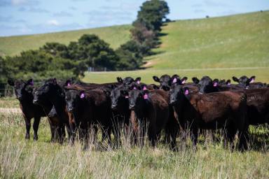 Mixed Farming Sold - NSW - Crookwell - 2583 - OFFERED FOR THE FIRST TIME IN 119 YEARS  (Image 2)