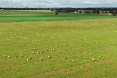 Mixed Farming Auction - NSW - Currawarna - 2650 - 'ELSLEY PARK' - 640* ACRES  (Image 2)