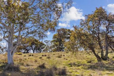 Lifestyle Sold - NSW - Gunning - 2581 - Expand Your Rural Horizons With Endless Options  (Image 2)