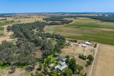 Cropping For Sale - NSW - Forbes - 2871 - HIGH PRODUCTION, DEVELOPED LACHLAN RIVER & BORE IRRIGATION!  (Image 2)