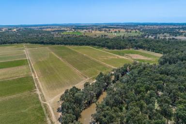 Cropping For Sale - NSW - Forbes - 2871 - HIGH PRODUCTION, DEVELOPED LACHLAN RIVER & BORE IRRIGATION COUNTRY!  (Image 2)