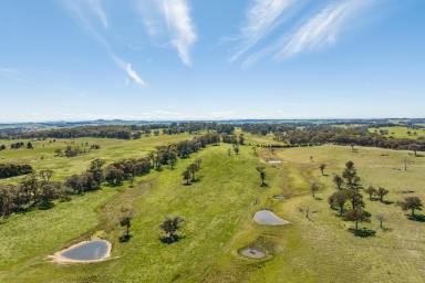 Other (Rural) For Sale - NSW - Neville - 2799 - HIGH RAINFALL, ELEVATED TABLELANDS GRAZING COUNTRY!  (Image 2)