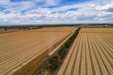 Mixed Farming For Sale - NSW - Forbes - 2871 - DROUGHT PROOF IRRIGATION – AS A WHOLE OR PART  (Image 2)