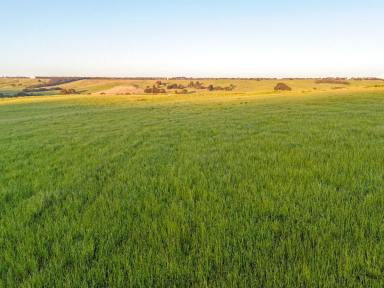 Livestock For Sale - VIC - Merino - 3310 - Balls 100 Acres - 40.47 Hectares approx.  (Image 2)