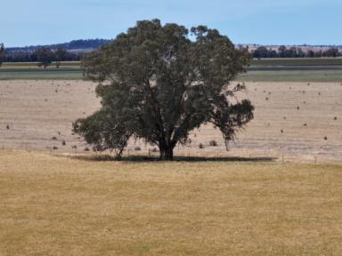 Mixed Farming For Sale - NSW - Coolamon - 2701 - Prime Coolamon Property  (Image 2)