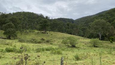 Lifestyle For Sale - NSW - Cooplacurripa - 2424 - 260 Mountain Acres with creek and cabin  (Image 2)