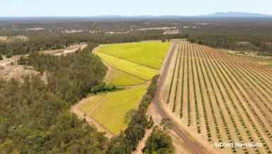 Horticulture For Sale - QLD - Isis Central - 4660 - 53 ACRES - HIGH IMPACT INDUSTRIAL ZONING  (Image 2)