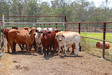 Cropping Sold - QLD - Wallaville - 4671 - Low Cost Drought Proof Grazing, Bull Depot  (Image 2)