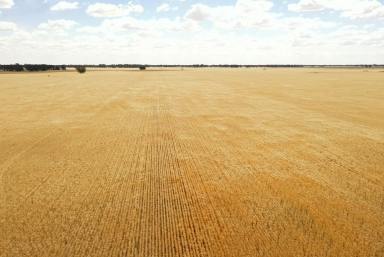 Mixed Farming For Sale - NSW - Young - 2594 - Cropping Aggregation  (Image 2)