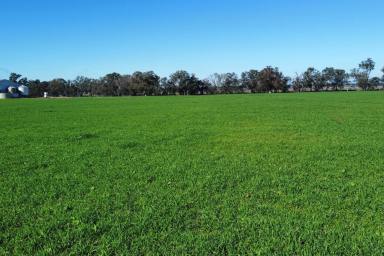 Cropping For Sale - NSW - Cowra - 2794 - PRIME, ALLUVIAL CREEK FLATS & EXCELLENT INFRASTRUCTURE!  (Image 2)