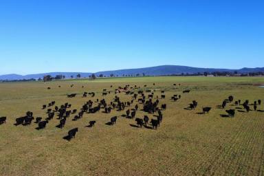 Cropping For Sale - NSW - Cowra - 2794 - PRIME, ALLUVIAL CREEK FLATS & EXCELLENT INFRASTRUCTURE!  (Image 2)