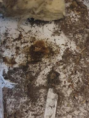 Business Sold - WA - Wangara - 6065 - Roof Insulation replacement Services - Perth Metro  (Image 2)