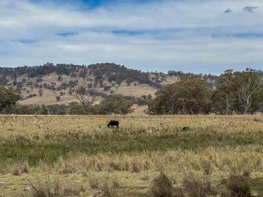 Mixed Farming For Sale - NSW - Willow Tree - 2339 - Liverpool Ranges Grazing  (Image 2)