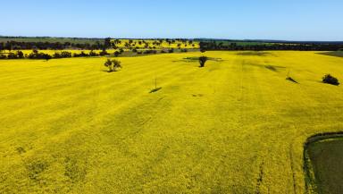 Cropping For Sale - WA - Carrolup - 6317 - The Glen - Renowned Great Southern Property  (Image 2)
