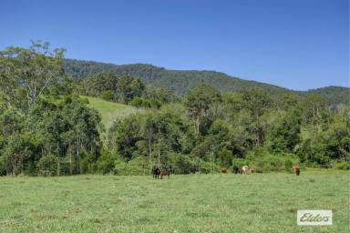 Livestock For Sale - NSW - Krambach - 2429 - THE CAPTIVATING "WEEMALA"  (Image 2)