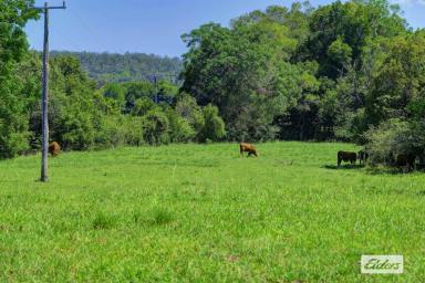 Livestock For Sale - NSW - Krambach - 2429 - THE CAPTIVATING "WEEMALA"  (Image 2)