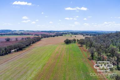 Mixed Farming For Sale - NSW - Inverell - 2360 - Picturesque Cattle Farm with Rich Basalt Soils  (Image 2)