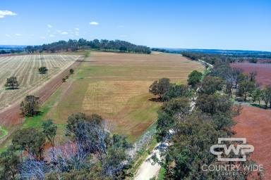 Mixed Farming For Sale - NSW - Inverell - 2360 - Picturesque Cattle Farm with Rich Basalt Soils  (Image 2)