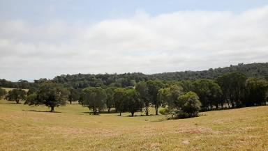 Livestock Sold - QLD - Evelyn - 4888 - Land lots a land  (Image 2)