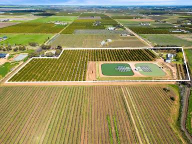 Horticulture For Sale - NSW - Yoogali - 2680 - Established Cod and Citrus farm showing great returns !  (Image 2)