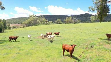 Other (Rural) For Sale - NSW - Bellata - 2397 - BALANCED GRAZING WITH BUILDING ENTITLEMENT & FEEDLOT AWAITS YOUR OWN INTENTIONS  (Image 2)