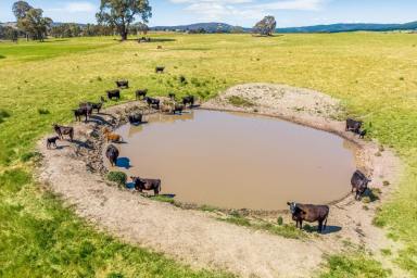 Mixed Farming Sold - VIC - Mount Lonarch - 3468 - 'Arthurs' 115 Ha (283 Ac approx.) Magnificent South Easterly aspect with panoramic views.  (Image 2)