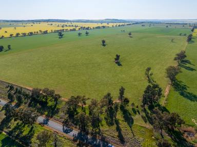 Mixed Farming For Sale - NSW - Downside - 2650 - Excellent Arable Addition or Starter  (Image 2)
