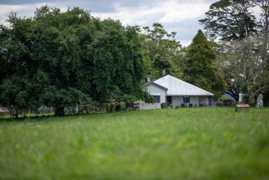 Other (Rural) Sold - NSW - Dorrigo - 2453 - High Performance Beef, 1,800*mm Rainfall, Picturesque, Excellent Infrastructure  (Image 2)
