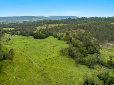 Livestock For Sale - NSW - Bean Creek - 2469 - Tranquility  (Image 2)