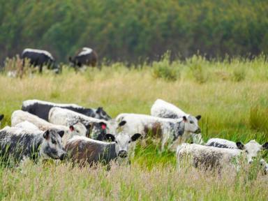 Livestock For Sale - VIC - Branxholme - 3302 - "Kildare" 470.73 Ac - 190.5 Ha  (Image 2)