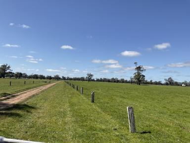 Mixed Farming For Sale - VIC - Apsley - 3319 - 375 RIPLEY PARK RD APSLEY, VIC  (Image 2)