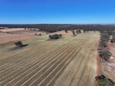 Lifestyle For Sale - NSW - Temora - 2666 - Lifestyle Opportunity On The Edge Of Temora  (Image 2)