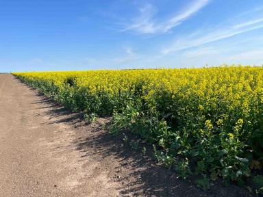 Cropping Sold - NSW - Back Creek - 2671 - Timberscombe  (Image 2)